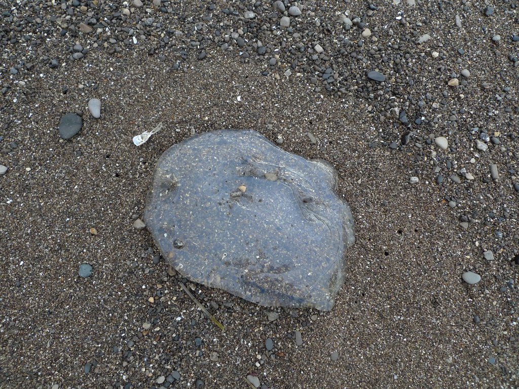 WildcatCamp 024.JPG - better jelly fish